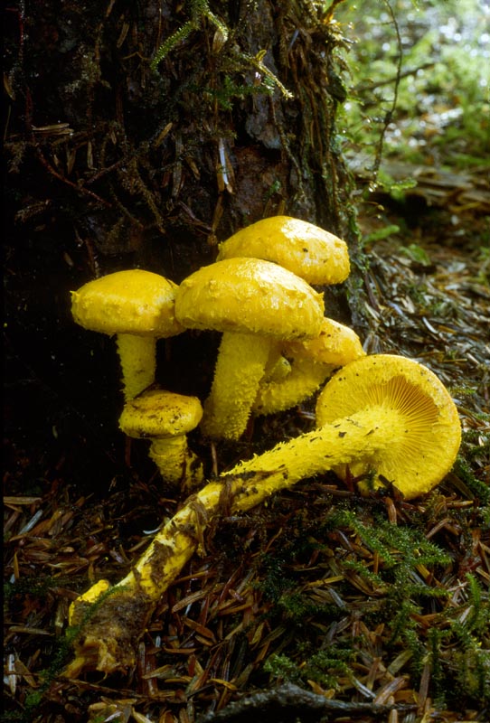 Pholiota flammans